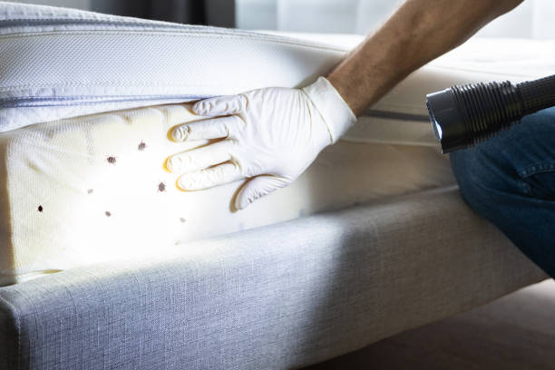 Best Termite Control Services  in Wanamingo, MN