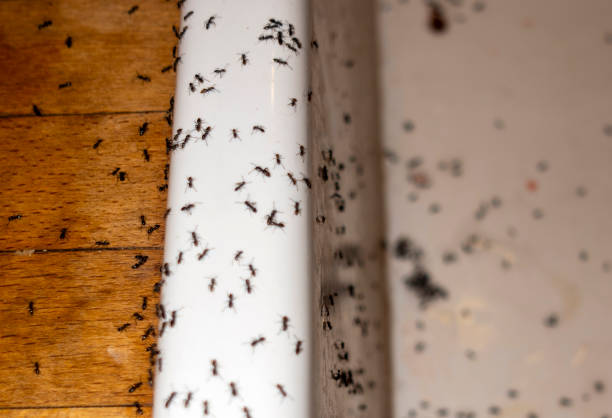 Best Termite Control Services  in Wanamingo, MN